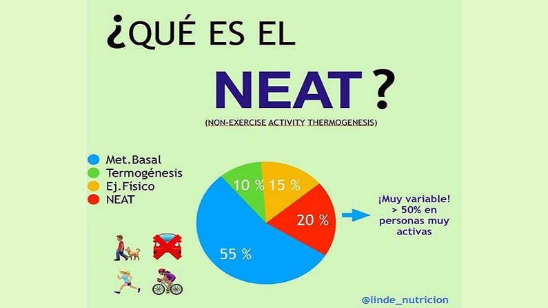 ¿Qué es el NEAT?